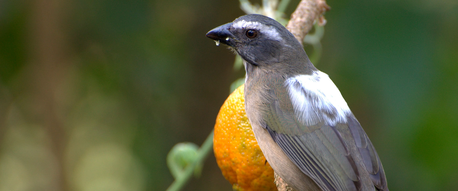 ACPSI - Associação dos Criadores de Pássaros Silvestres de Ituporanga.