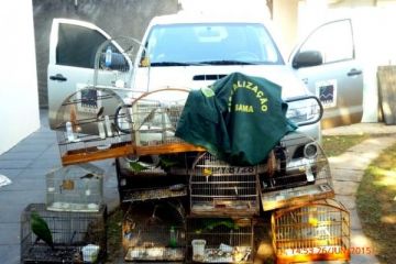 IBAMA autua 12 pessoas por irregularidades em criação de pássaros silvestres em Mato Grosso do Sul